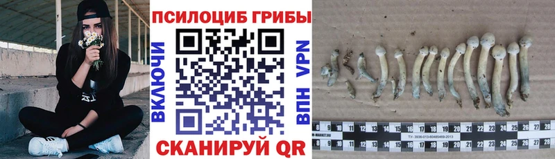 Галлюциногенные грибы Cubensis  Калач-на-Дону 
